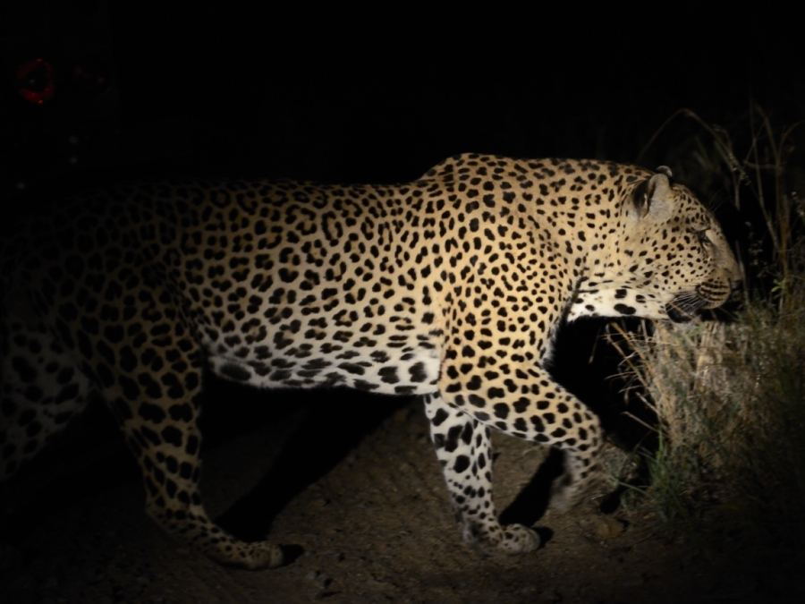 leopardo ( Panthera pardus) Leopard-on-the-hunt