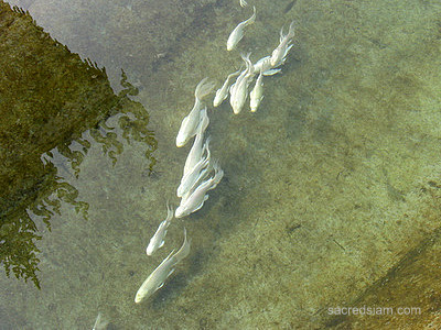 un site à découvrir -Ajonc - 16 septembre trouvé par Cathy Wat-rong-khun-white-temple-chiang-rai-fish