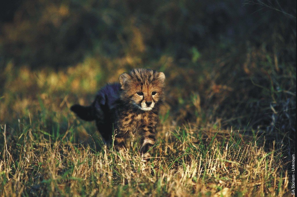 Guepard Royal