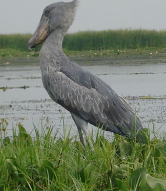 الطائر شو بيل Shoebill .. Shoebill