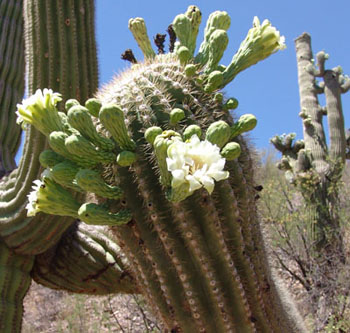 Cactus Room 06-05-27saguaroblooms4877