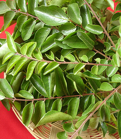 கருவேப்பில்லை Curry_leaves_karivepaku_murraya_koenigii