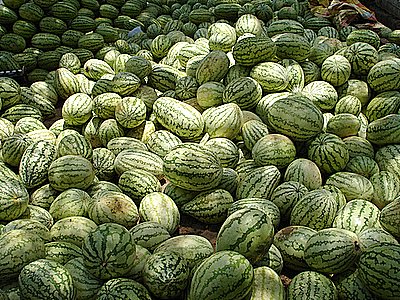 من 1 الى 3 و ارمي البطيخة على واحدة من العضوات ^_^ - صفحة 15 Kharbooja_water_melon