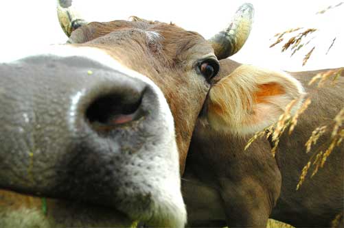 Perchè la vacca si chiama anche mucca? Mucca