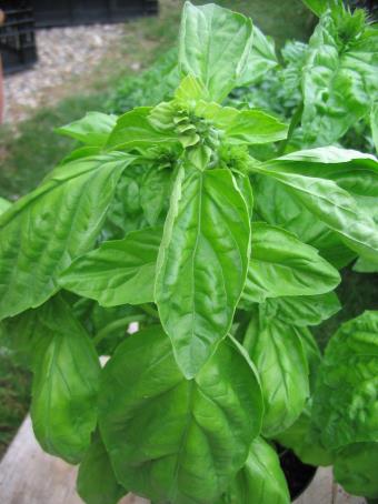    Basil-Sweet-Nofar