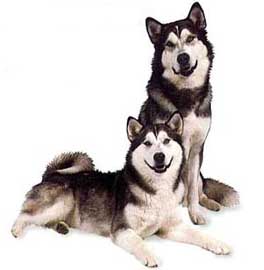 Adivina la raza del perro Alaskanmalamute2