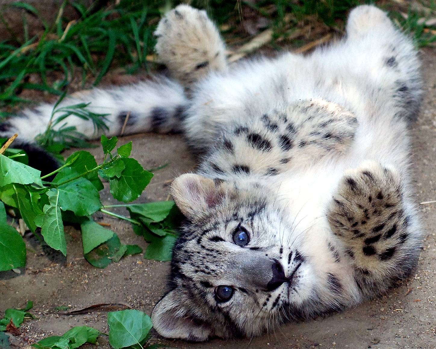 Snowcat Snow_Leopard_Cub_on_backCROP