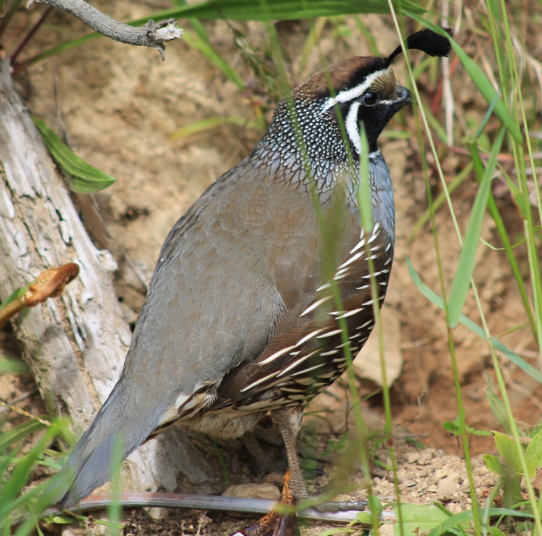 oiseau n° 2 - ajonc - 23.09 trouvé par Martine Caille-californienne