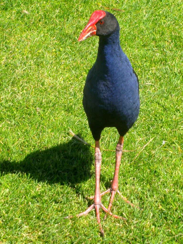 oiseau de Martine 6/12/2015 trouvé par Jovany Pukeko