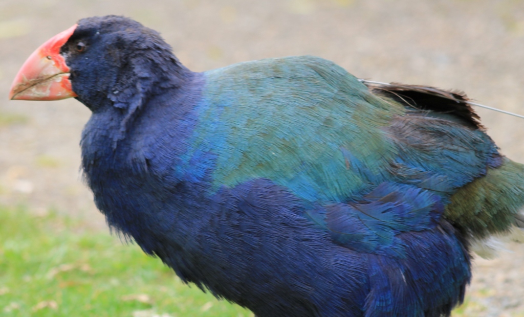 oiseau de Martine 6/12/2015 trouvé par Jovany Takahe