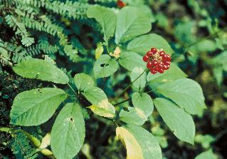 Pure Motivation - PM News Letter American_ginseng