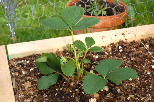 Leaves turning purple Strawberry