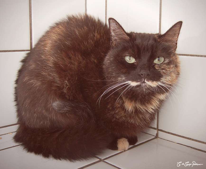 VANILLE - europeenne 11 ans - Sans Collier à Chastre (Belgique) Vanille