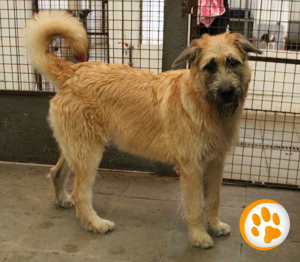 Canon ,  X Bouvier des Flandres , Sans Collier, BE Canon