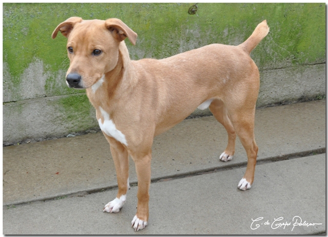 DINGO - x labrador 4 ans - Sans Collier à Chastre (Belgique) Dingo