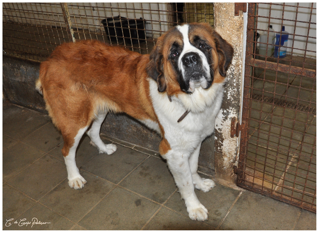 [résolu]HOUNI saint Bernard femelle née 14.06.2011 - Sans Collier Chastres (Belgique) Houni