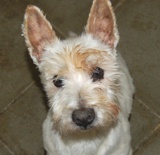 NONO - type westie -mâle - 7 ans - Belgique Nono_small