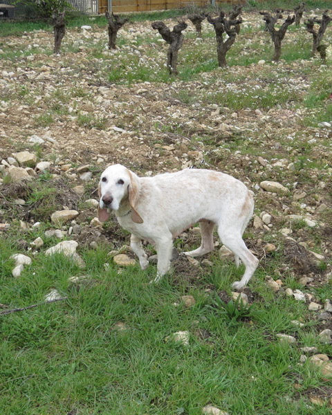 CARMEN - griffon vendeen 10 ans - Refuge Sans Collier Provence à Gareoult (83) Carmen-entier3