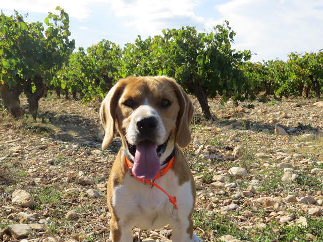 NIKI du repaire des bandits  - beagle 1 an - Sans Collier Provence à Gareoult (83) Niki