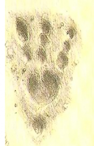 Garet Mellan - A Falcon Knight - Page 2 European-dragon-footprint