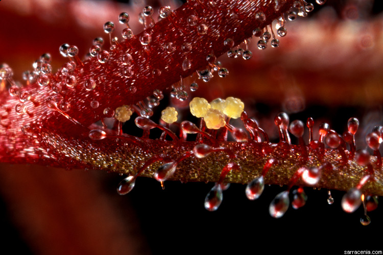 Drosera hartmeyerorum Drosehartm001