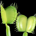 Dionaea "Justina Davis" Dionamusci039t