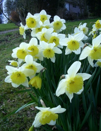 زهرة النرجس  Narcissus Flowers 38020_01247654905