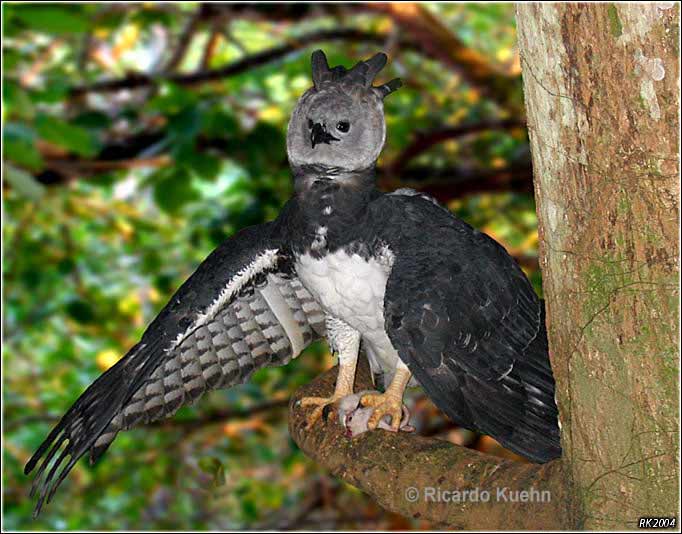 صورة نسر Harpy-Eagle3