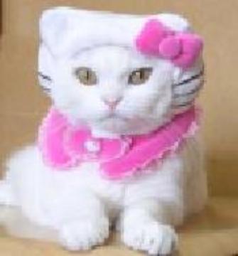 cute cat Hello-kitty-cat