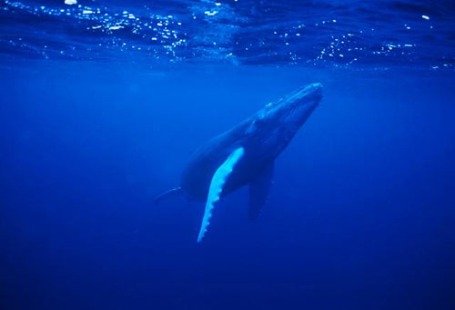 مجموعة صور الحيوان الشهير : الحوت Baleine_acoustique_accroche_01