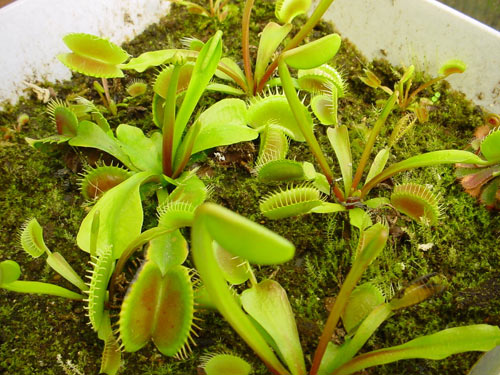 :: PHOTO DES PLANTES CARNIVORES :: Ima_art_junior_plant_carni2