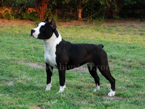 Ameriški stafford terier  (American Staffordshire Terrier) - Page 2 Ch%20Dea%20of%20Fianna(107)