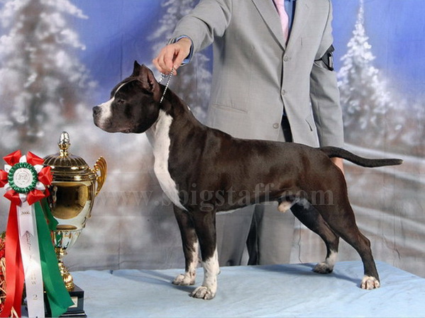 Ameriški stafford terier  (American Staffordshire Terrier) - Page 2 INTCH%20JOHN%20BULL%20FEKETE%20DOMINO_09