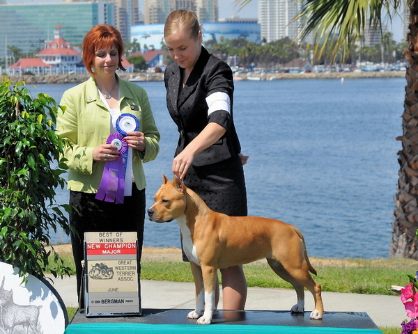 Ameriški stafford terier  (American Staffordshire Terrier) - Page 2 Great%20western