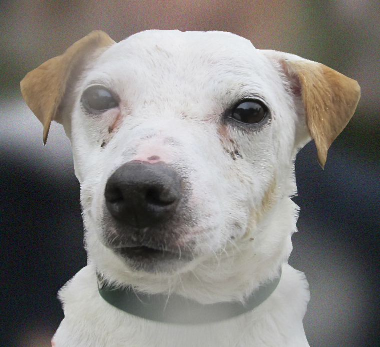 ATILA - jack russel 10 ans - SBPA à Lintot (76) ATILA