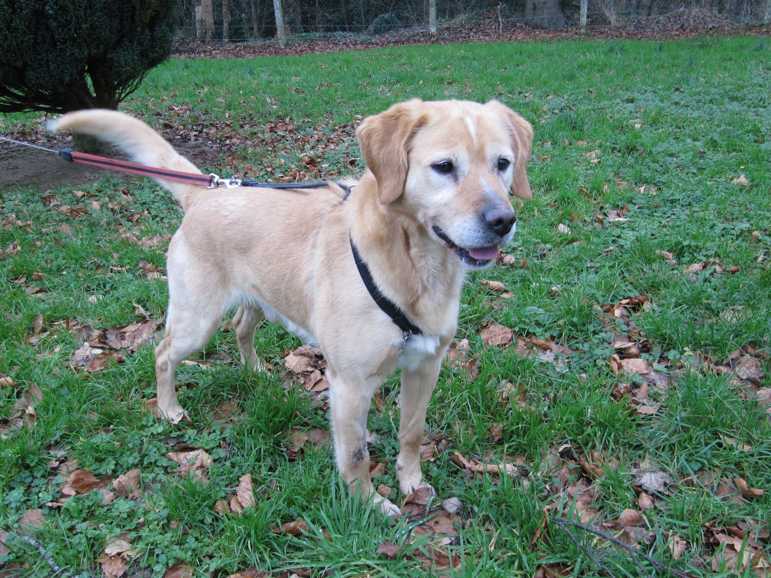 PONGO - labrador sable 6 ans - SBPA à Lintot (76) IMG_2565