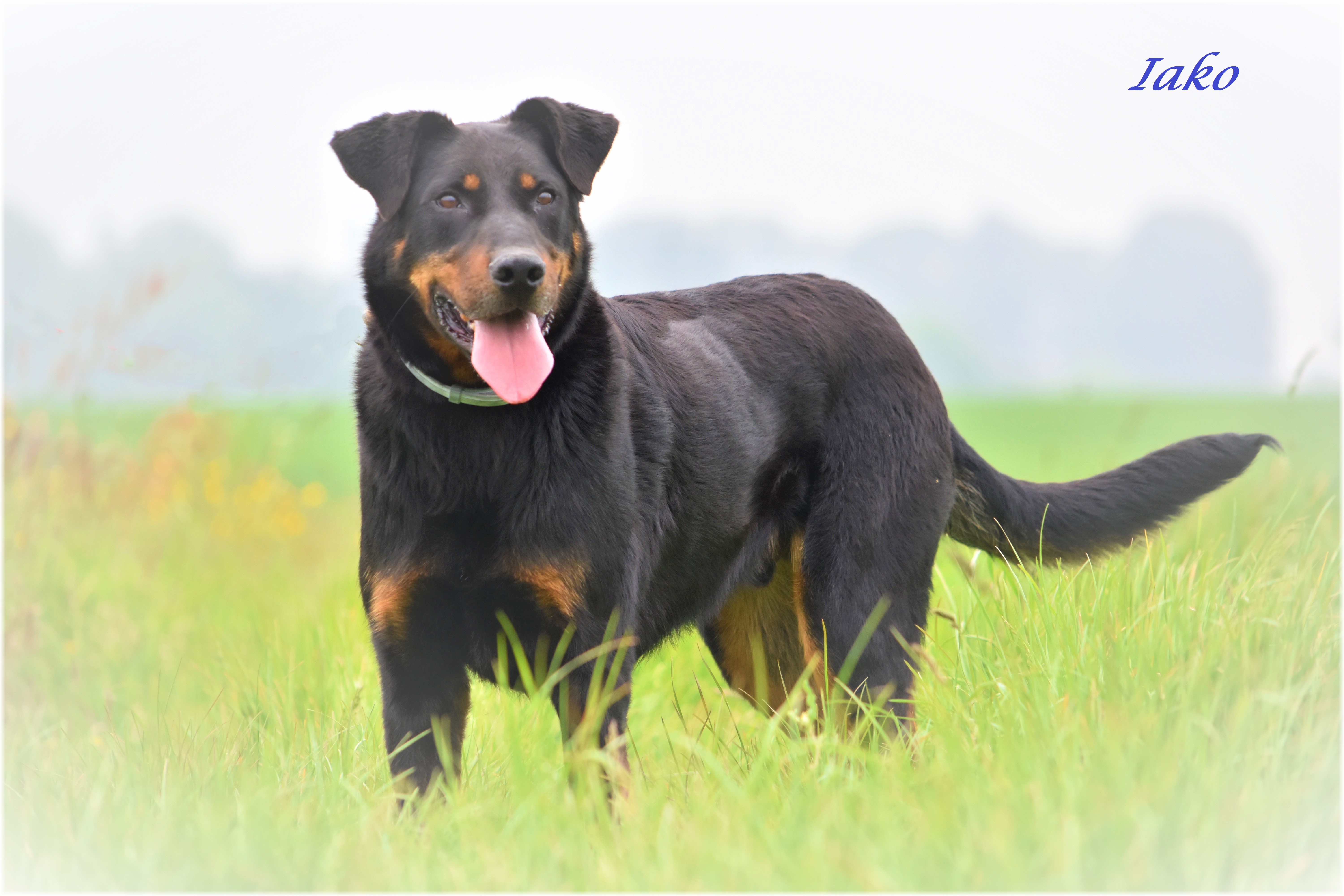 IAKO - beauceron 7 ans - SBPA à Lintot (76) Iako2_2