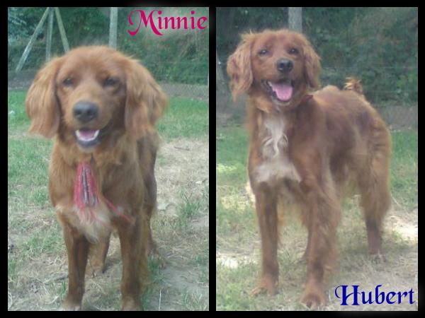 HUBERT - x setter 9 ans  -  SBPA A LINTOT (76) Minnie_Hubert