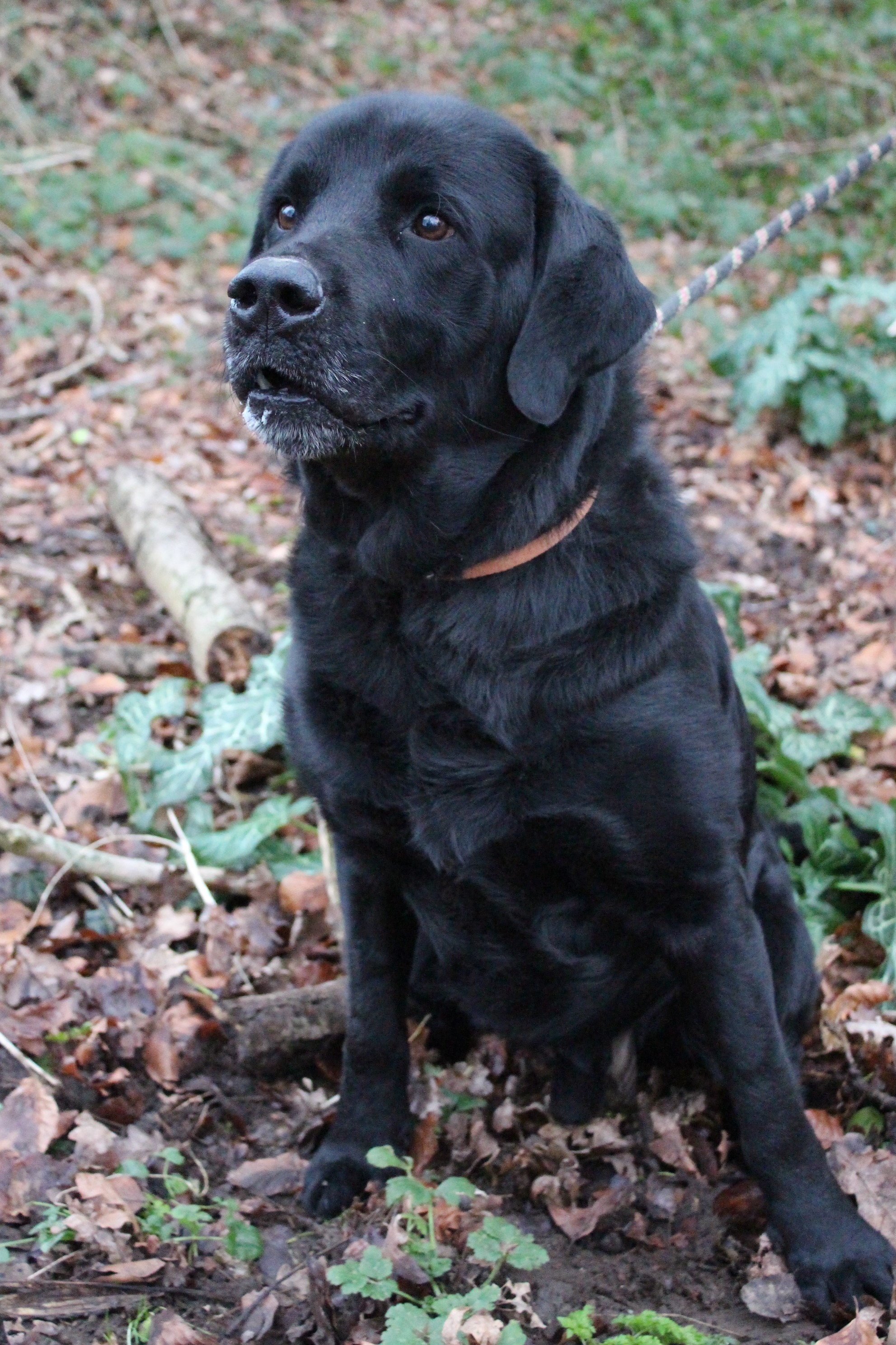 GETRO - labrador 9 ans - SBPA à Lintot (76) Jetro_2