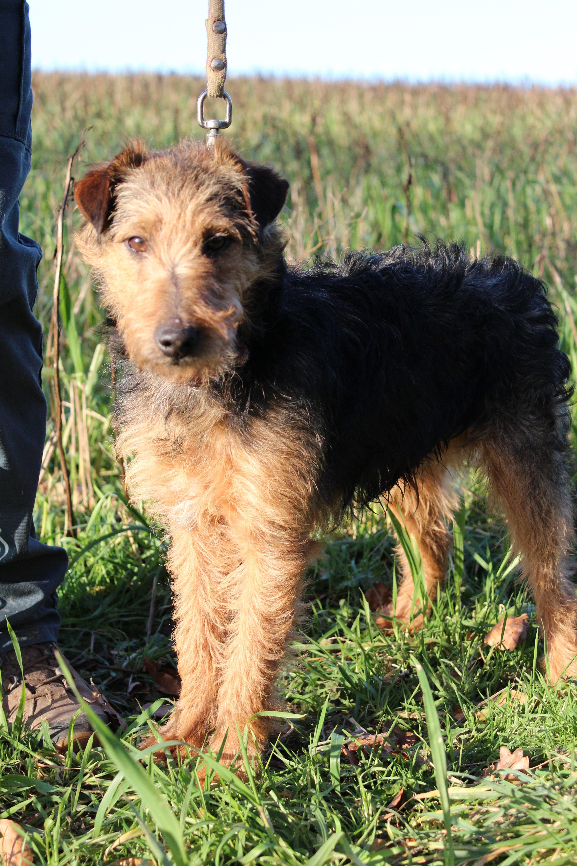 YUKIKO - fox terrier 3 ans - SBPA à Lintot (76) Yukiko