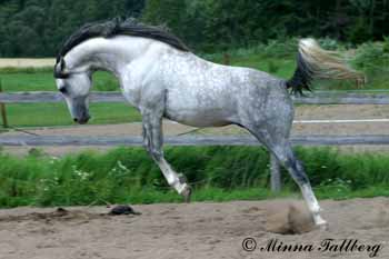 Phenix from Above, talon - Amoureux Black Nigth - Wytokjump-mt