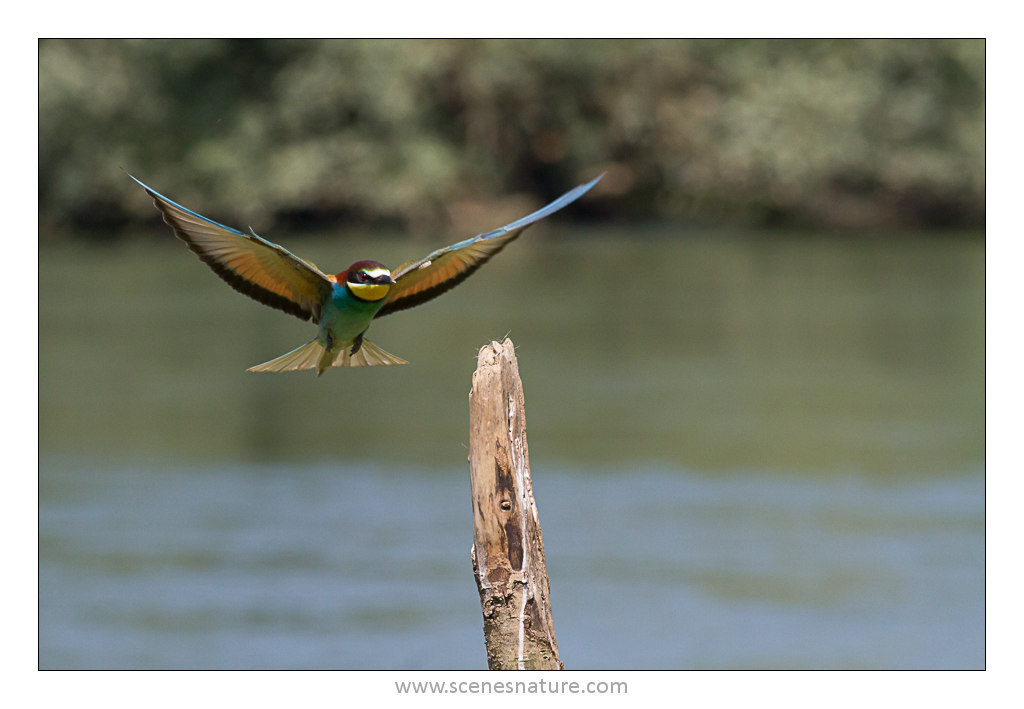 Mon bestiaire 16062013-img_7803