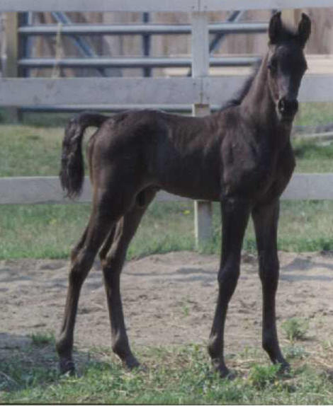 The Filly Who Should Be Dead Carmen%27s%20colt-1