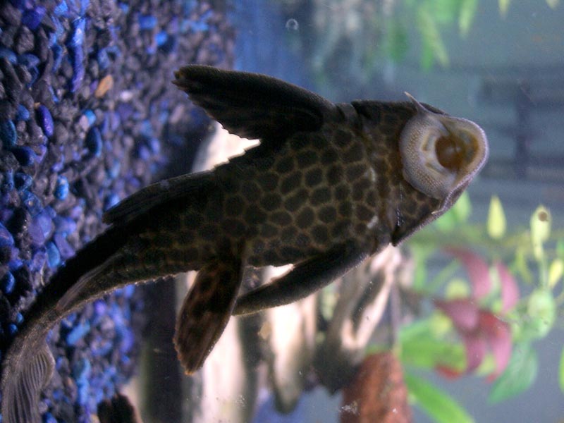 Mascotas Pleco