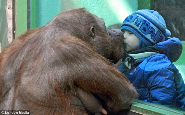 <<<<<<<< IMAGENES ENCADENADAS >>>>>>>> - Página 3 Orangutan-besa-nino