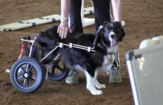 Un perro discapacitado compite en un concurso de agilidad con su silla de ruedas Zip-perro-discapacitado1