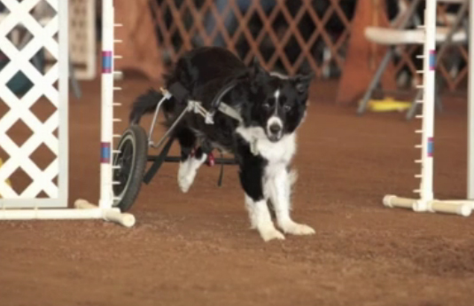 Un perro discapacitado compite en un concurso de agilidad con su silla de ruedas Zip-perro-discapacitado2