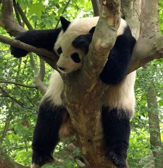 Dilo con una imagen - Página 3 Oso-panda-durmiendo