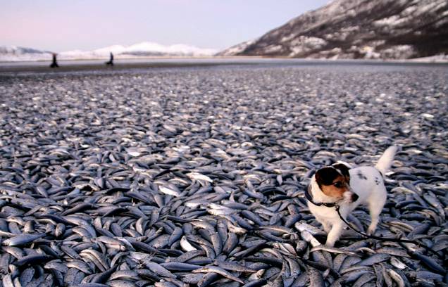 Seguimiento de animales muertos y o migracion de forma masiva , ahora  a NIVEL MUNDIAL!!!! - Página 6 Peces-muertos-noruega