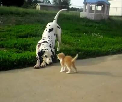 Como perros y gatos. - Página 7 Dalmata-y-gato-jugando